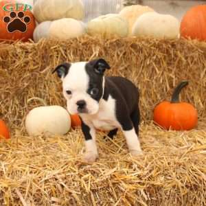 Albert, Boston Terrier Puppy